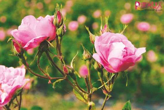  玫瑰香系的流芳故事