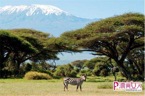  肯尼亚旅游自由行 肯尼亚旅游自由行情况
