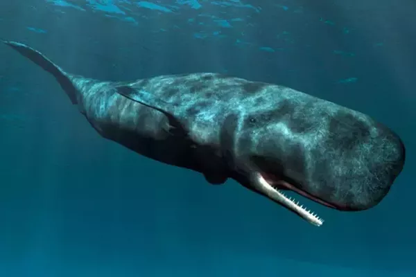 北极圈观鲸攻略 十种鲸鱼推荐