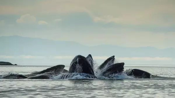  北极圈观鲸攻略 十种鲸鱼推荐