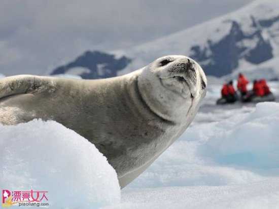  南极旅游正流行 意想不到的世外桃源