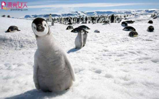  南极旅游正流行 意想不到的世外桃源