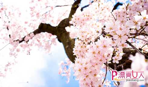  又是一年樱花季 2017年日本樱花最佳时间