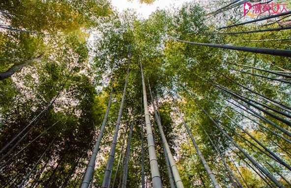  盘点八大全球最受欢迎的迷人森林
