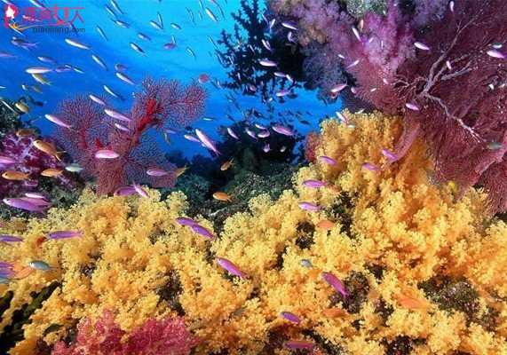  缤纷海底游 探访绚丽大堡礁