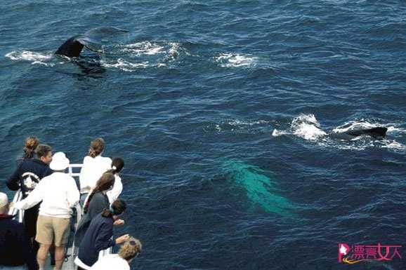  南澳观鲸记：它们是天生的表演家