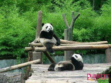  亲子游 去卧龙看珍稀大熊猫