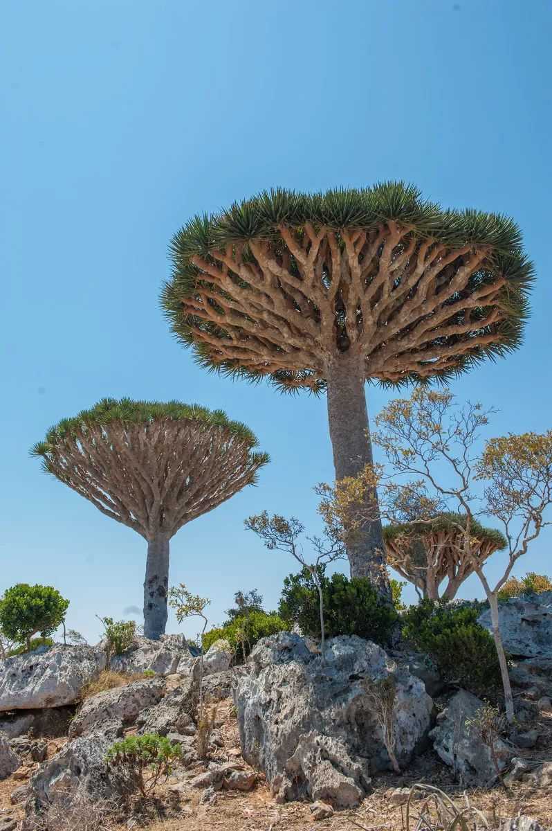  全世界最美的10棵树 看一眼便沦陷！