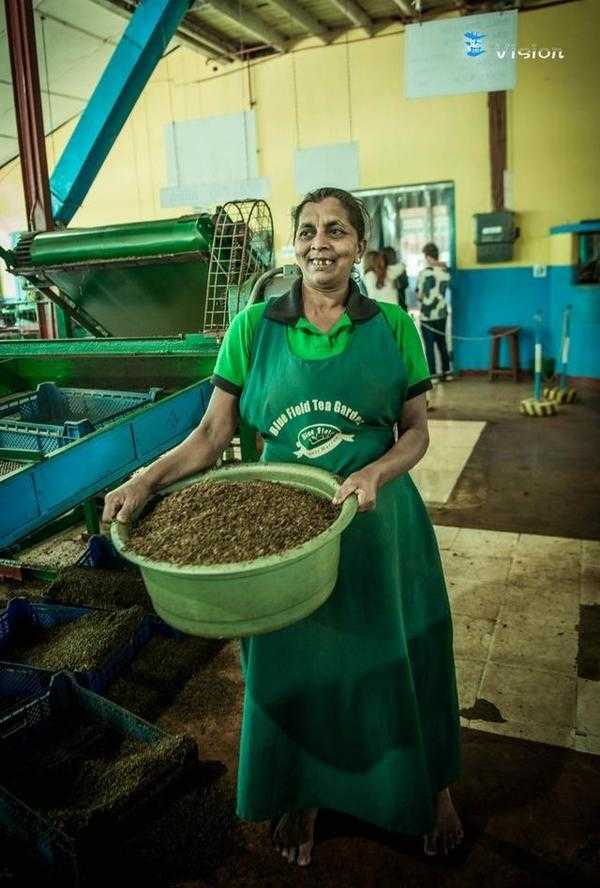  斯里兰卡-百年茶厂的日常