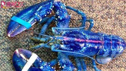 加拿大一渔民  捕获罕见蓝色龙虾