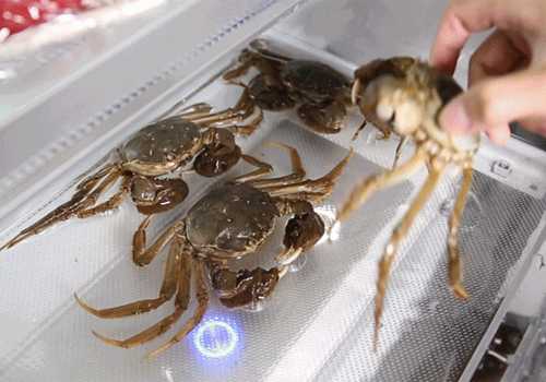 活螃蟹能放冰箱里保存吗？螃蟹放冰箱能保持多久？