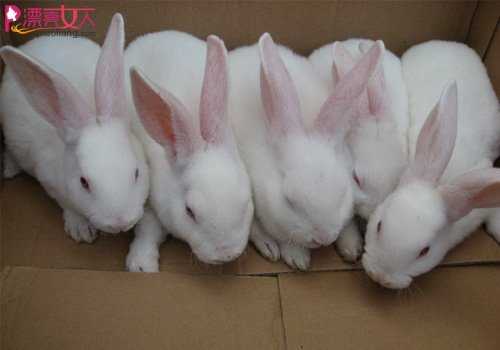 什么兔仔最强壮 四种神级兔兔公开
