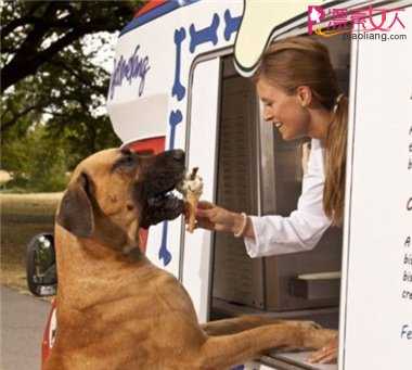 狗狗吃冰解暑 专业宠物冰淇淋