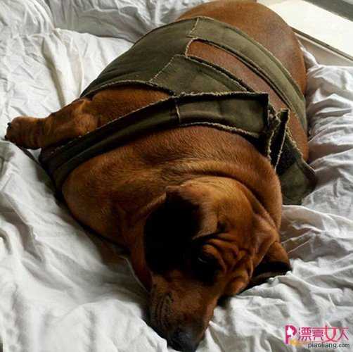  世界最胖腊肠狗减肥 狗狗如何减肥？