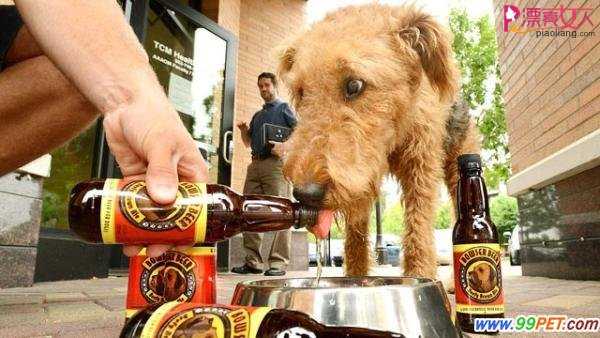  狗狗也能喝的啤酒