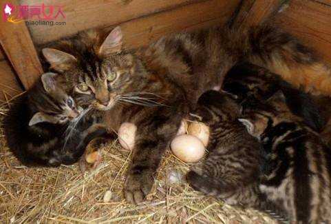 奇闻！母猫竟替母鸡孵蛋