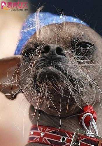 中国冠毛犬  夺魁世界最丑狗称号