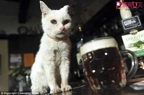 25岁白猫成英国最长寿猫咪