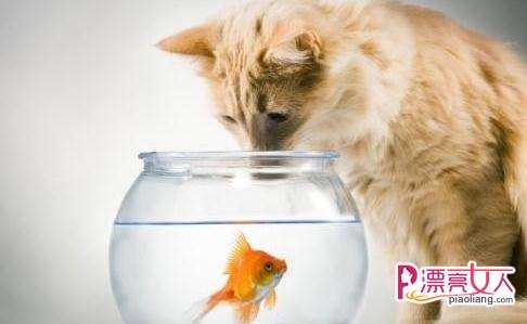 猫只吃鱼？怎样帮助猫咪更好的进食