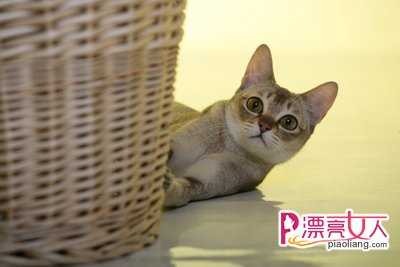 判断新加坡猫猫健康的标准