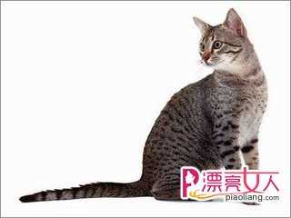  埃及猫品种 来看埃及猫品种介绍及特点介绍
