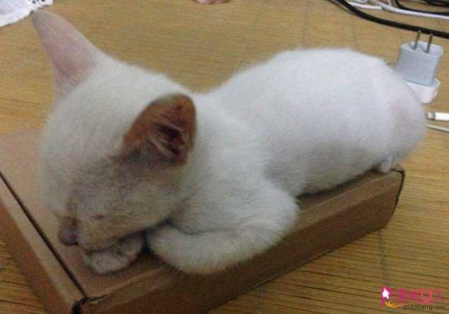  猫咪的各种奇葩睡姿 分别代表什么？