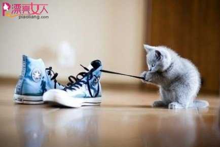  猫咪为何不喜欢穿鞋？专家解析原因