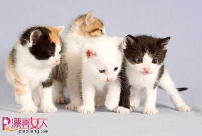  宠物食谱：夏季四种猫咪营养餐