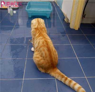夏天如何给猫猫洗澡？特别是怕洗澡的猫咪