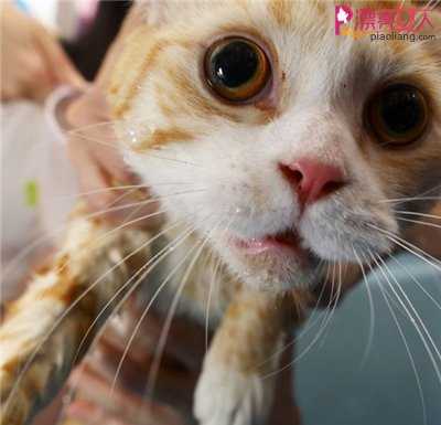  夏天如何给猫猫洗澡？特别是怕洗澡的猫咪