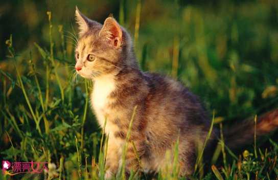  夏日科学饲养指南 如何防止猫咪中毒