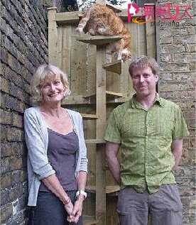  爱猫患关节炎主人为其做楼梯