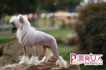  中国冠毛犬价格 有毛的冠毛犬多少钱