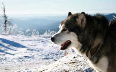  阿拉斯加雪橇犬价格