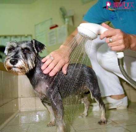  狗狗洗澡6步骤 清洁宠物有条不紊