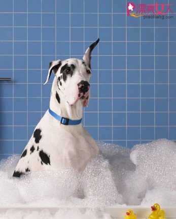  狗狗洗澡6步骤 清洁宠物有条不紊