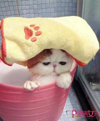  如何给宠物猫咪舒服洗澡?