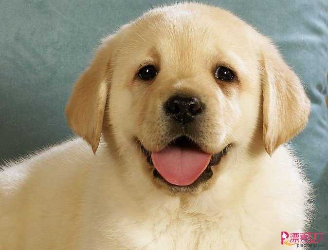 北京无良狗商强制卖狗 动物健康不保障