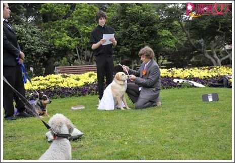  澳大利亚男子与宠物狗结婚