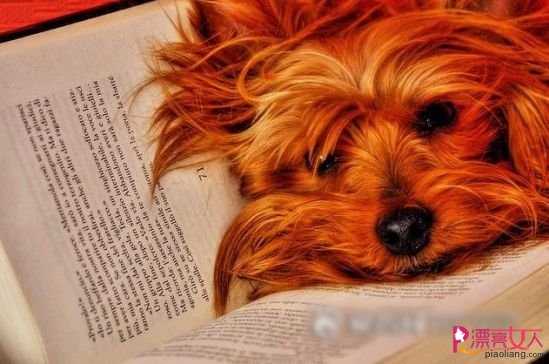  每个爱看书的狗狗 上辈子都是折翼的秀才
