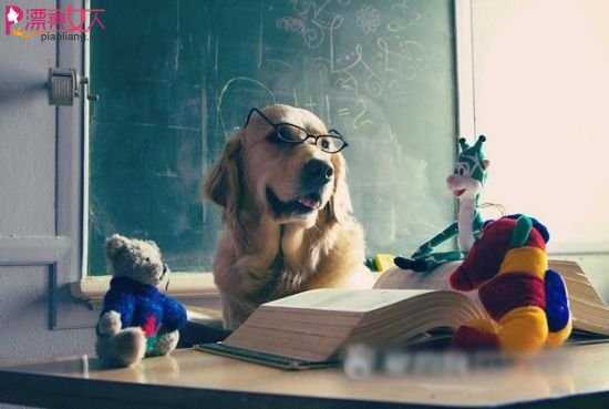  每个爱看书的狗狗 上辈子都是折翼的秀才