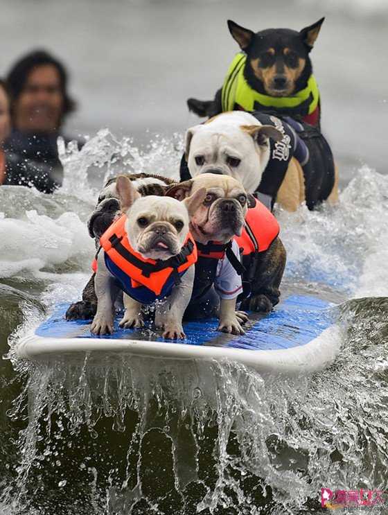  妙趣横生的狗狗冲浪比赛