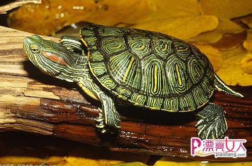  巴西龟为什么突然不吃东西？