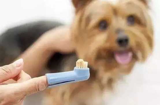 狗狗不配合刷牙怎么办？狗狗不喜欢刷牙怎么训练一下？