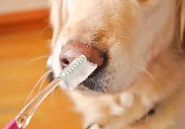  狗狗不配合刷牙怎么办？狗狗不喜欢刷牙怎么训练一下？