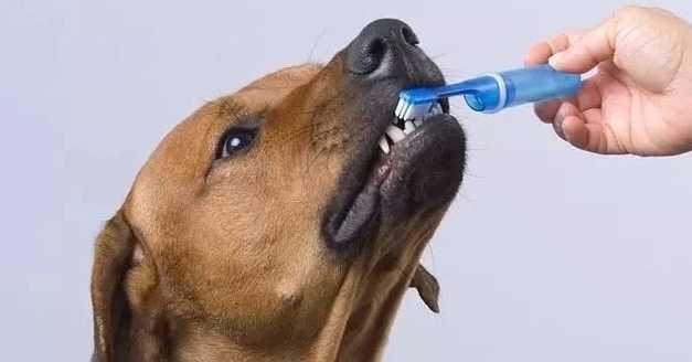  狗狗不配合刷牙怎么办？狗狗不喜欢刷牙怎么训练一下？