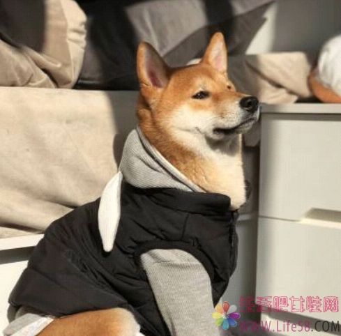  秋冬狗狗怕冷怎么办？怎样给狗狗保暖？